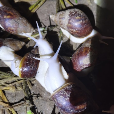 白玉蜗牛