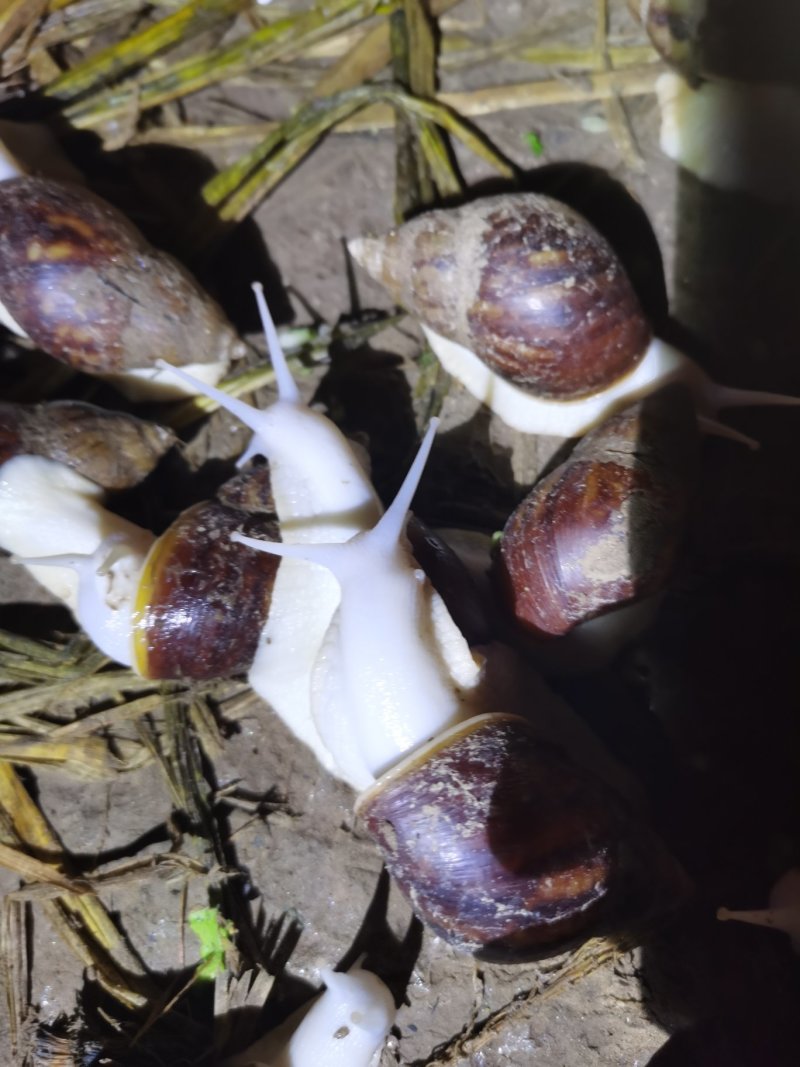 白玉蜗牛