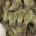 短脚独脚金【包邮】各种规格有货可批量可零售量大从优