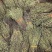 短脚独脚金【包邮】各种规格有货可批量可零售量大从优