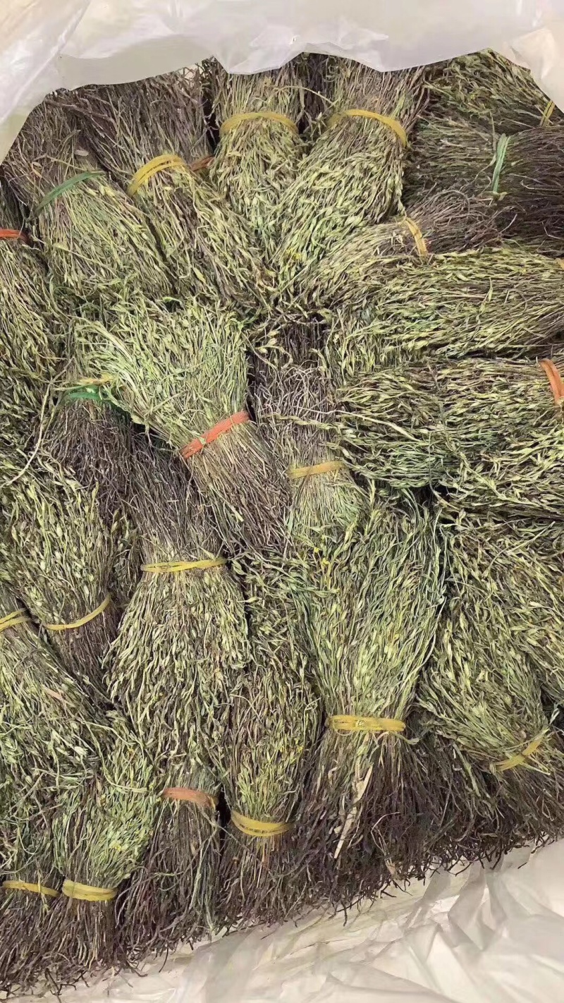 短脚独脚金【包邮】各种规格有货可批量可零售量大从优