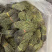 短脚独脚金【包邮】各种规格有货可批量可零售量大从优