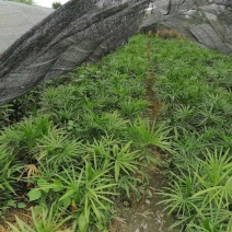 四川基地处理各类30-60升的棕竹