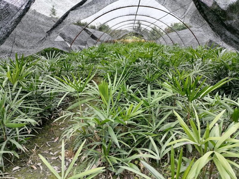 四川基地处理各类30-60升的棕竹