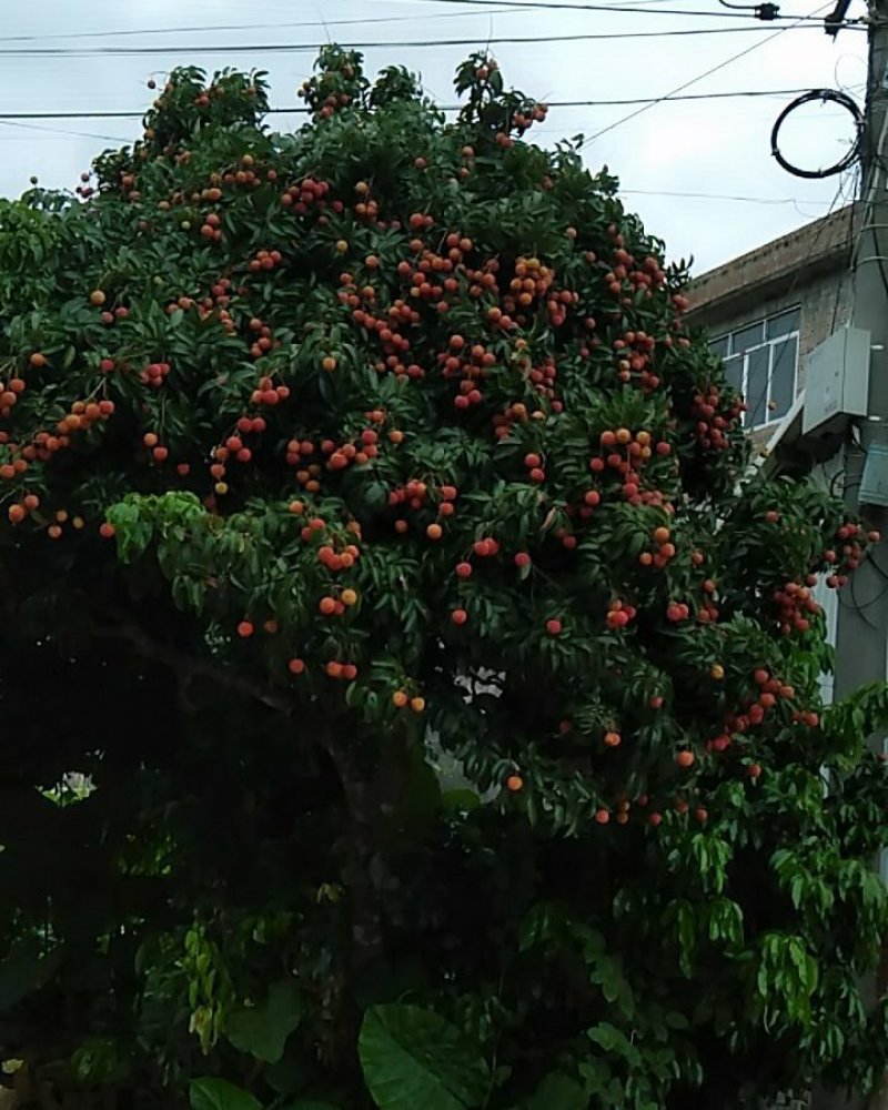 北流市新丰镇荔枝