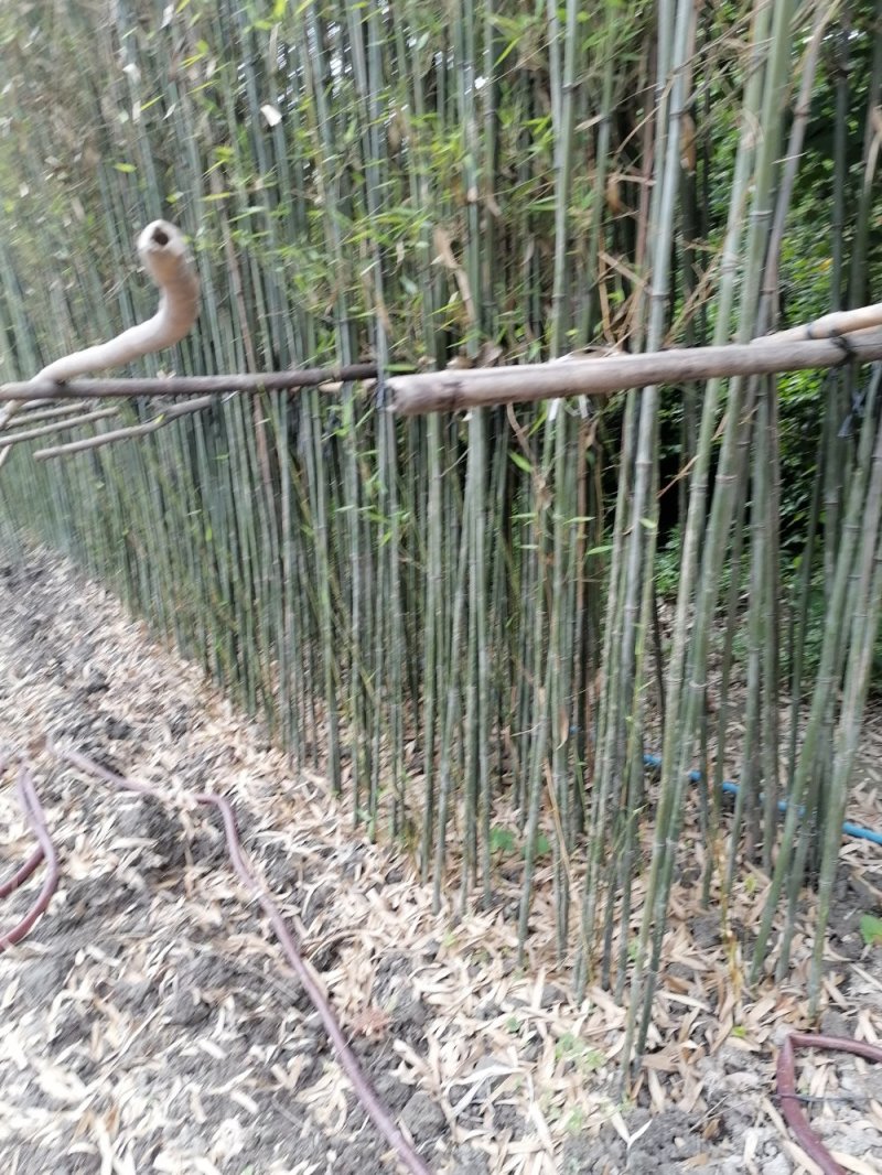 毛竹3—5米毛竹苗卖价价格
