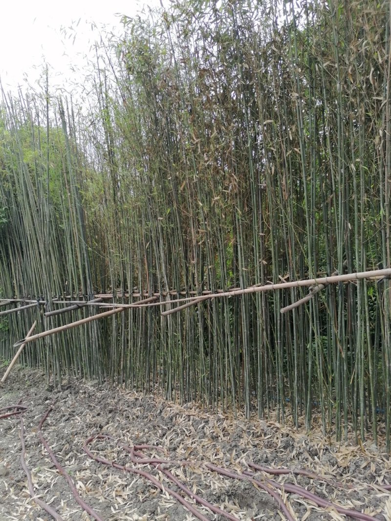 毛竹3—5米毛竹苗卖价价格