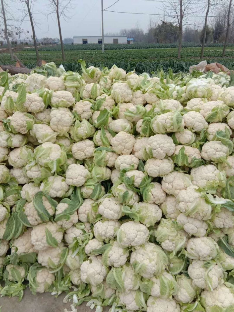 松紧菜花2~3斤，颜色白，包装齐全，欢迎整车采购发货