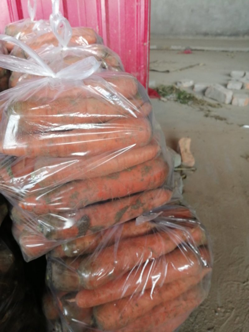 红萝卜，产地直发，大量供应，欢迎资询，订购。