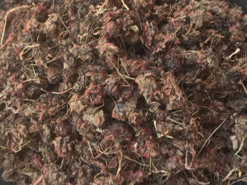 落地金钱锦地罗【包邮】三斤起发货可批量可零售量大从优