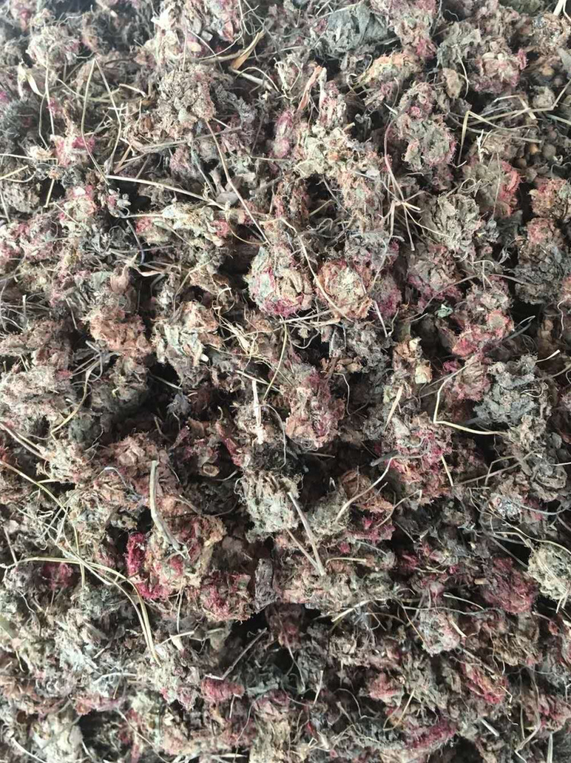 落地金钱锦地罗【包邮】三斤起发货可批量可零售量大从优