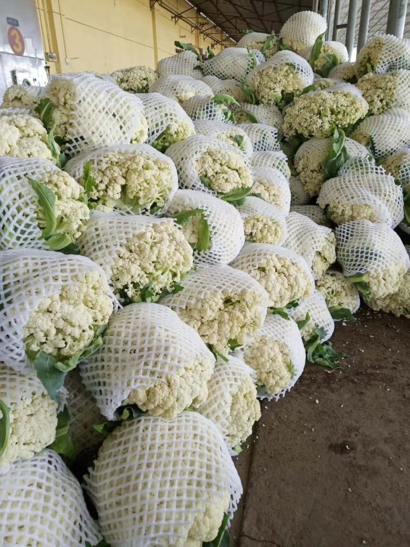 天门花菜走遍天下，精品松花爆仓上市，包装齐全，质量至上