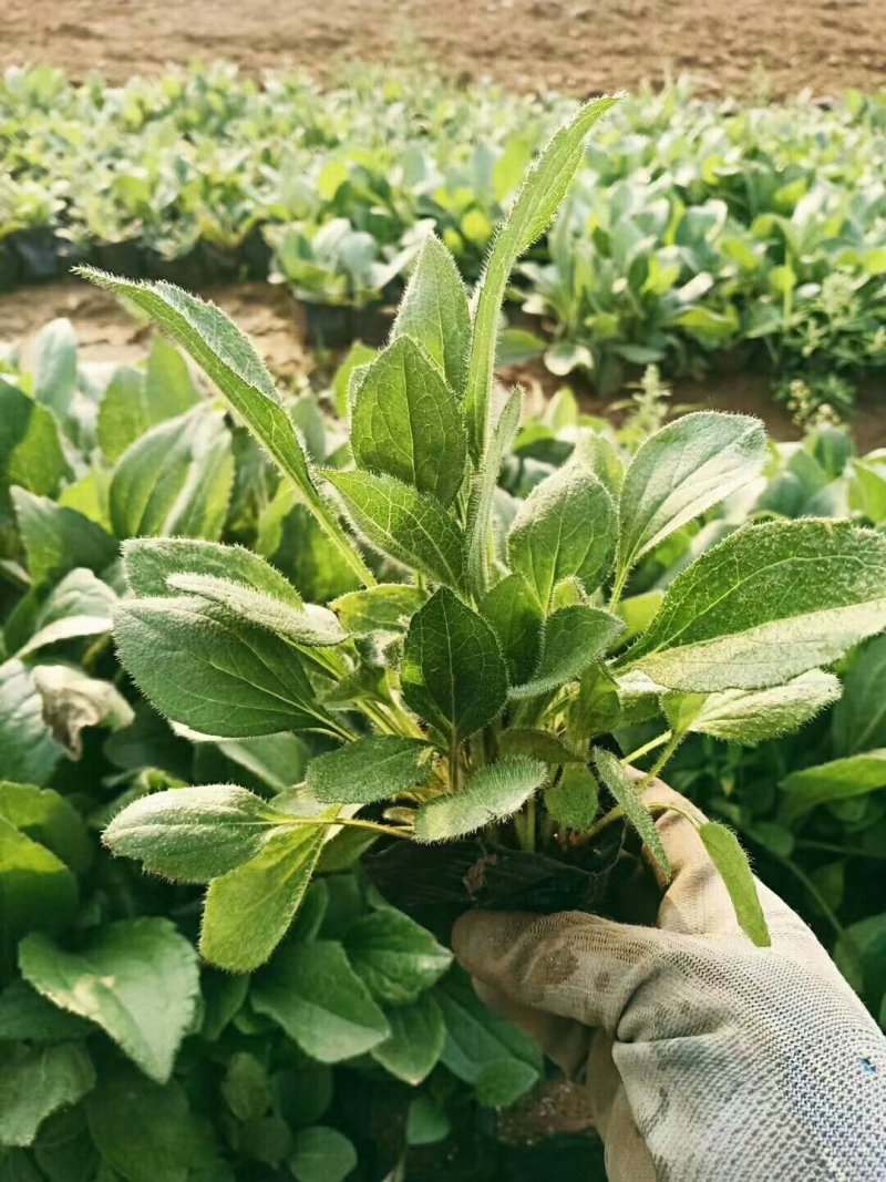 天人菊。基地直供天人菊，金鸡菊，黑心菊，国庆菊，等