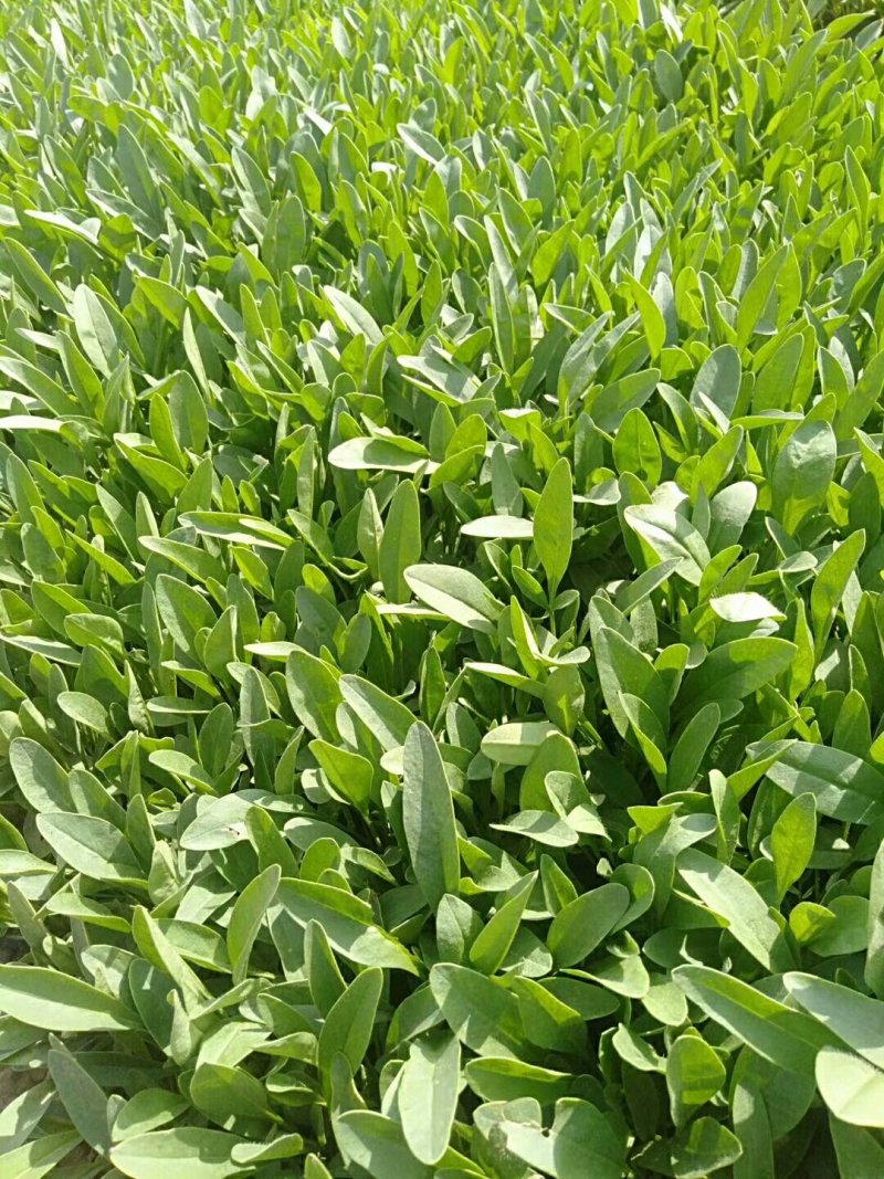天人菊。基地直供天人菊，金鸡菊，黑心菊，国庆菊，等