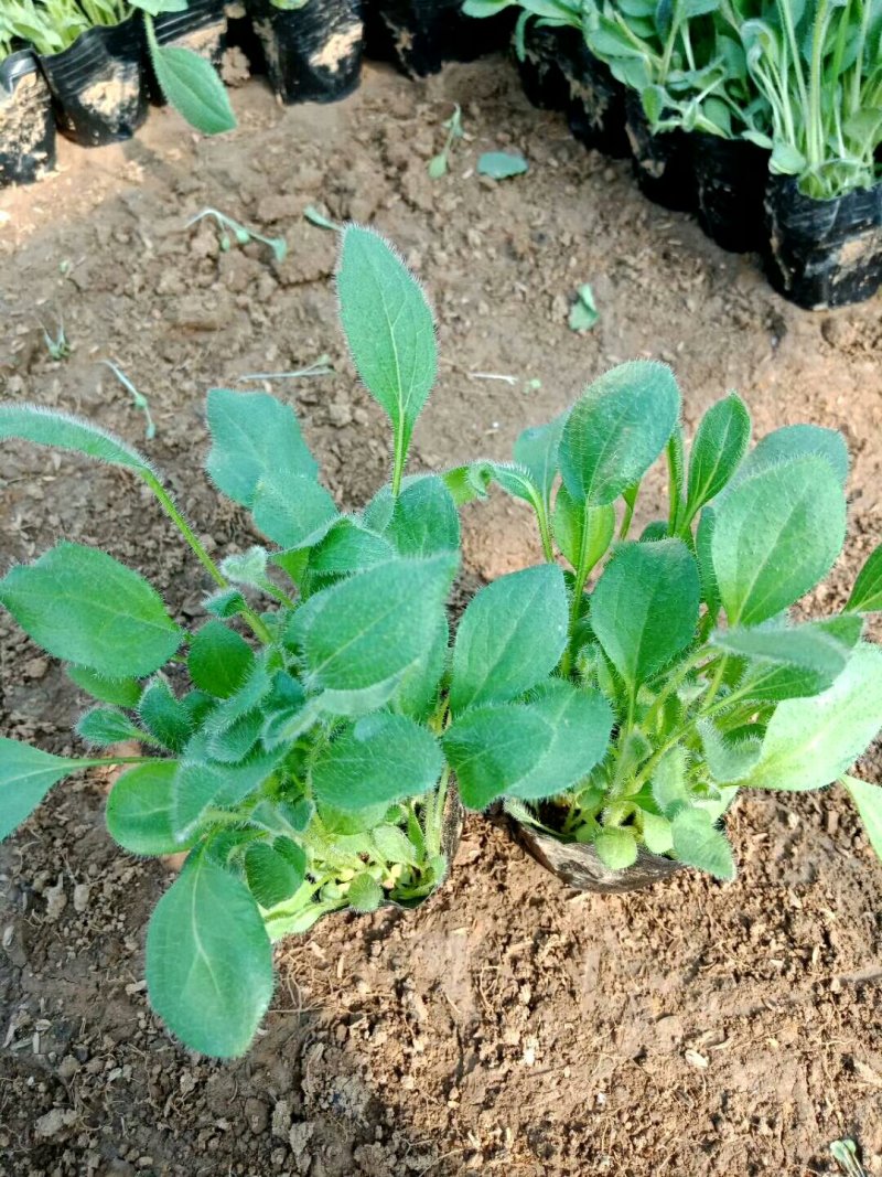 天人菊。基地直供天人菊，金鸡菊，黑心菊，国庆菊，等