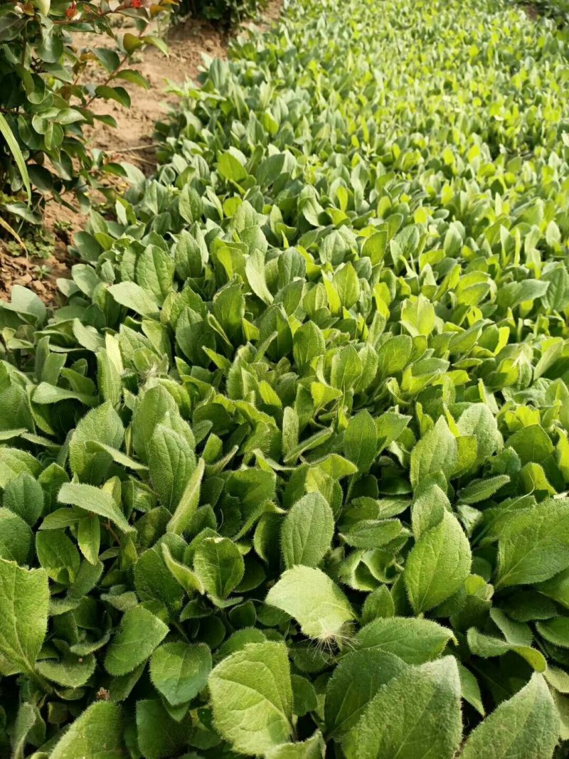 天人菊。基地直供天人菊，金鸡菊，黑心菊，国庆菊，等