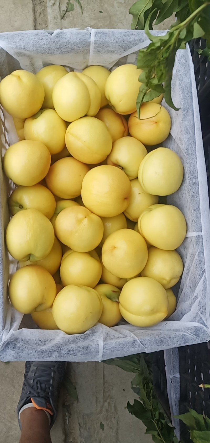 山东蒙阴中油四号黄油桃大量上市需要的老板提前联系量大