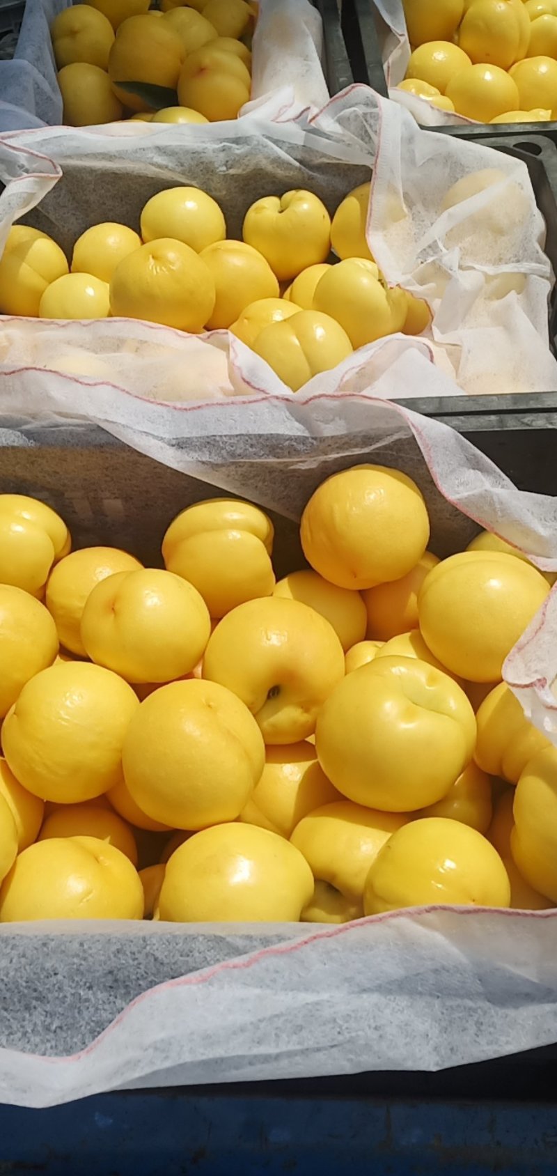 山东蒙阴中油四号黄油桃大量上市需要的老板提前联系量大