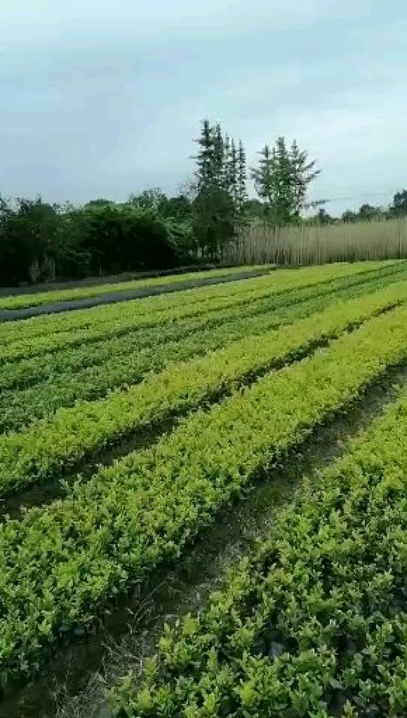 出售精品金森女贞，金森女贞小杯苗，地苗