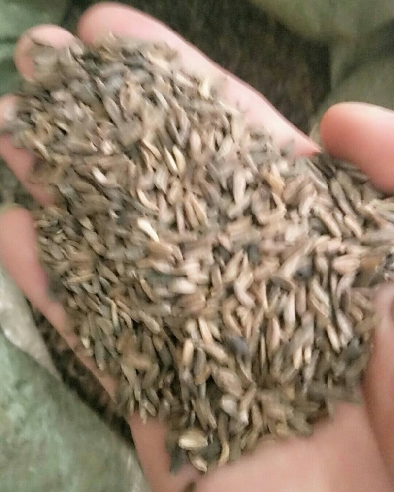 牛蒡子，常年批发供应中药材牛蒡子，牛子，大力子量大从优