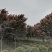 基地大量供应红叶李，规格多，不偏冠，冠幅饱满