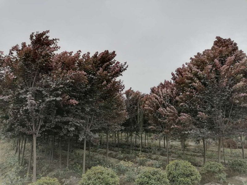 基地大量供应红叶李，规格多，不偏冠，冠幅饱满