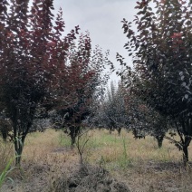 基地大量供应红叶李，规格多，不偏冠，冠幅饱满