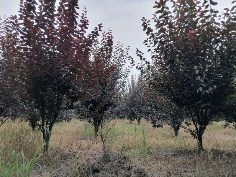 基地大量供应红叶李，规格多，不偏冠，冠幅饱满