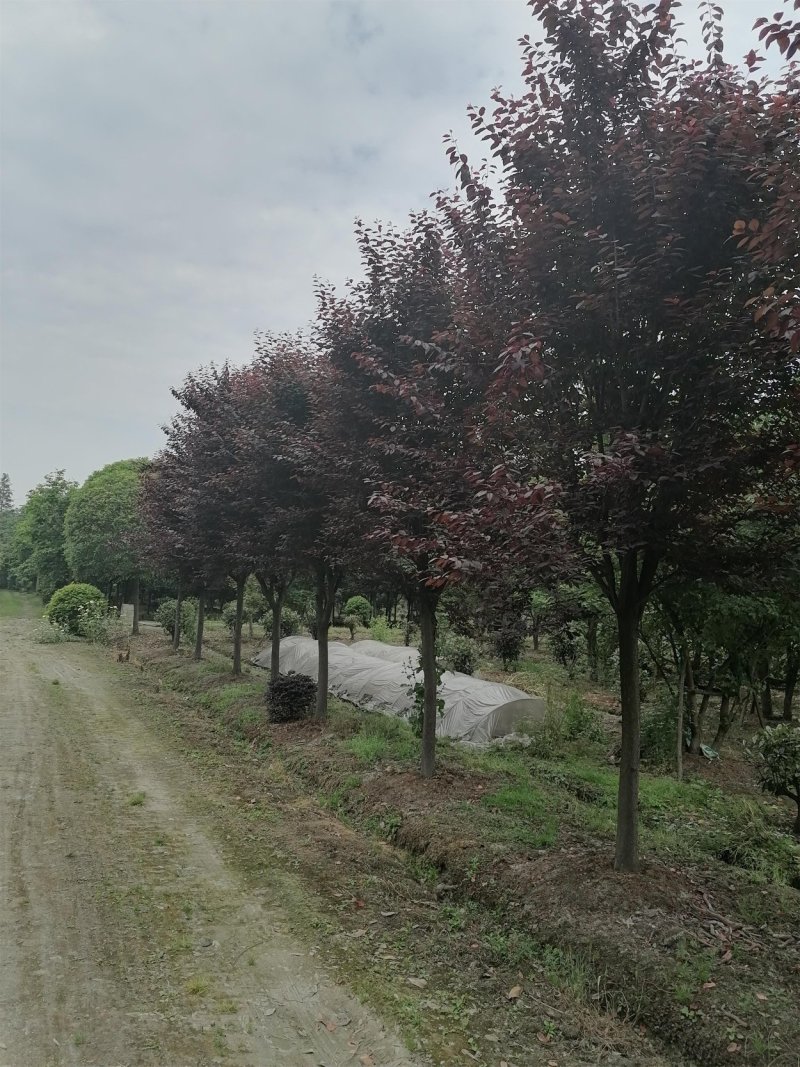 基地大量供应红叶李，规格多，不偏冠，冠幅饱满