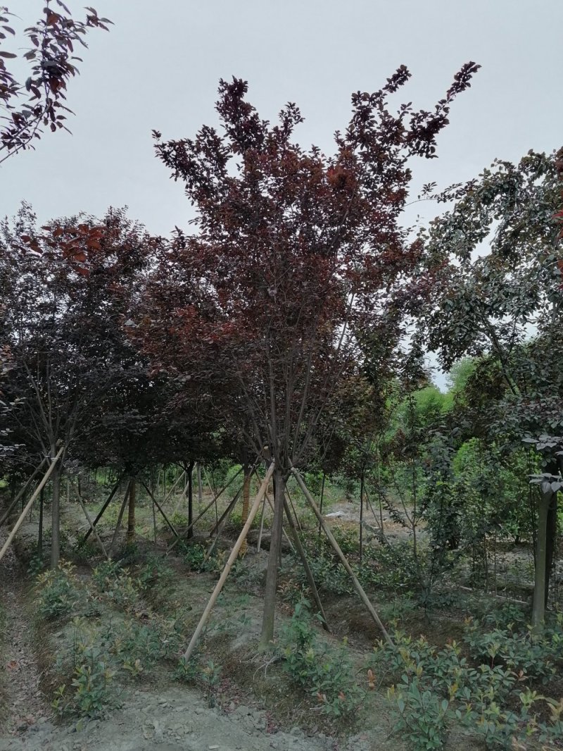 基地大量供应红叶李，规格多，不偏冠，冠幅饱满