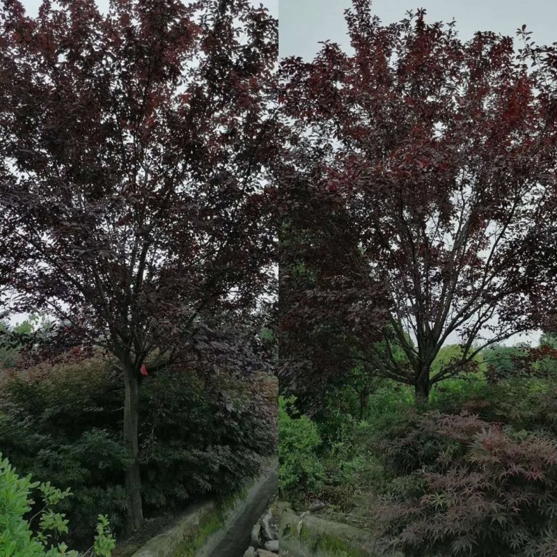 基地大量供应红叶李，规格多，不偏冠，冠幅饱满
