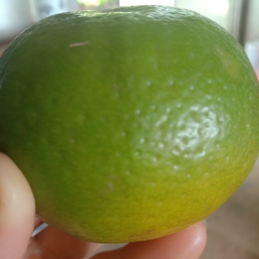 沃柑苗
