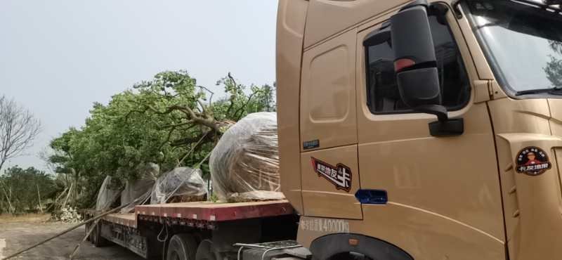 容器苗乌桕，大量供应，一手货源