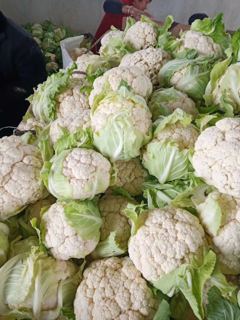 《精品》白菜花，散花，整车配货都可以，包装齐全，代收出货