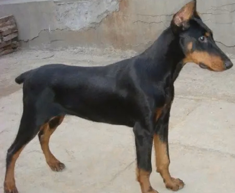 德国牧羊犬，德牧幼犬，精品德牧，一只也是批发价全国包邮