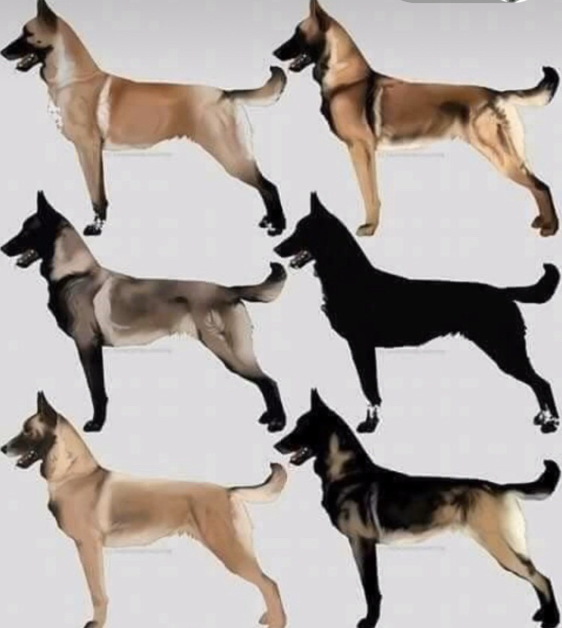 德国牧羊犬，德牧幼犬，精品德牧，一只也是批发价全国包邮
