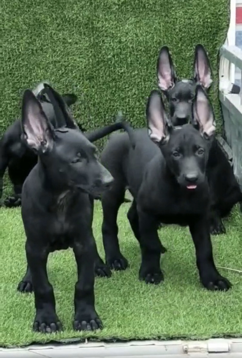 德国牧羊犬，德牧幼犬，精品德牧，一只也是批发价全国包邮