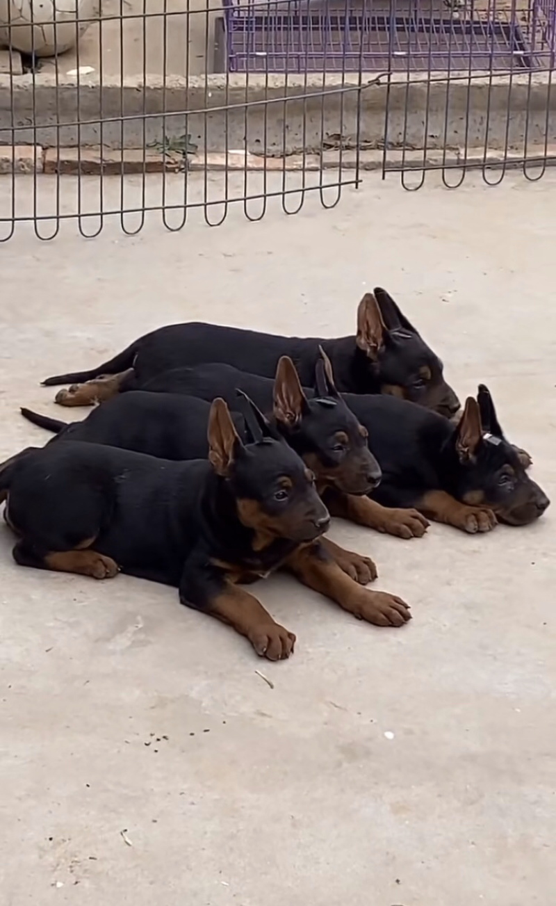 德国牧羊犬，德牧幼犬，精品德牧，一只也是批发价全国包邮