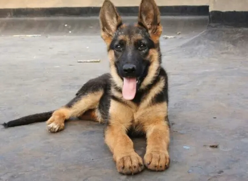 德国牧羊犬，德牧幼犬，精品德牧，一只也是批发价全国包邮