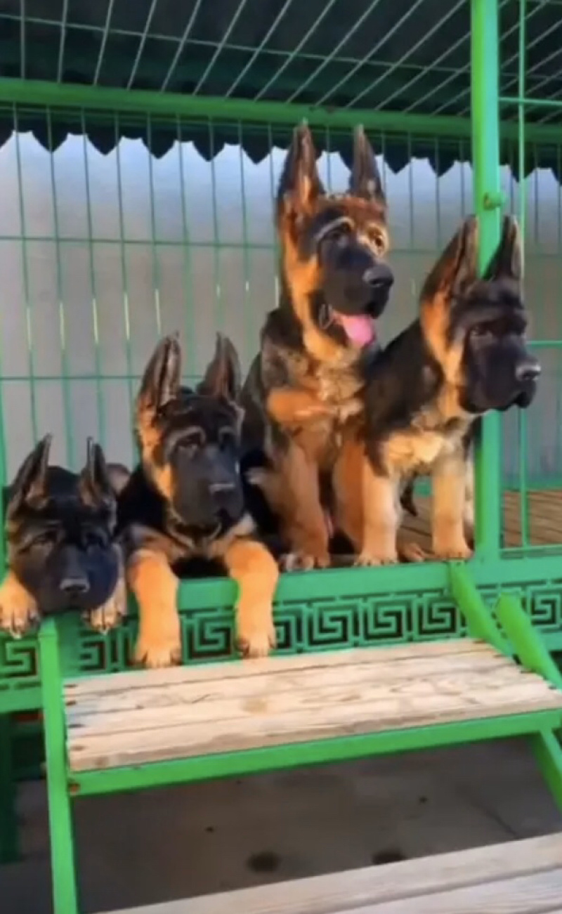 德国牧羊犬，德牧幼犬，精品德牧，一只也是批发价全国包邮