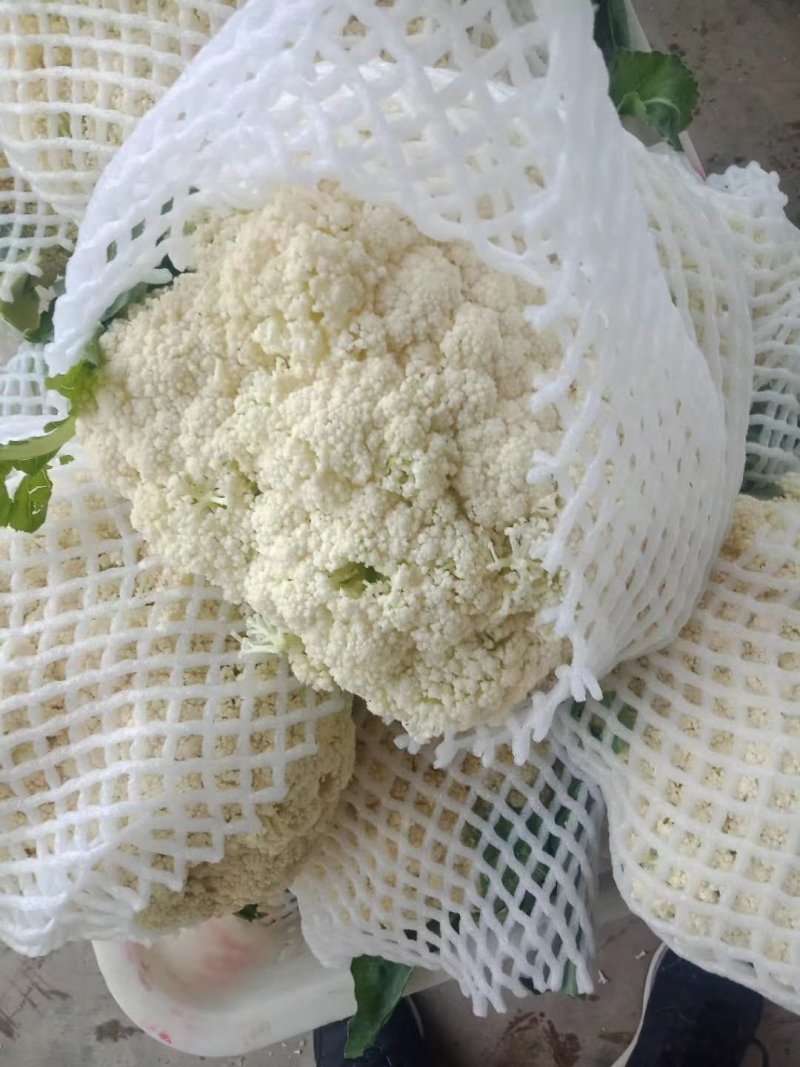湖北菜花松花菜散花菜花产地直发品种全【一手货源】欢迎咨询
