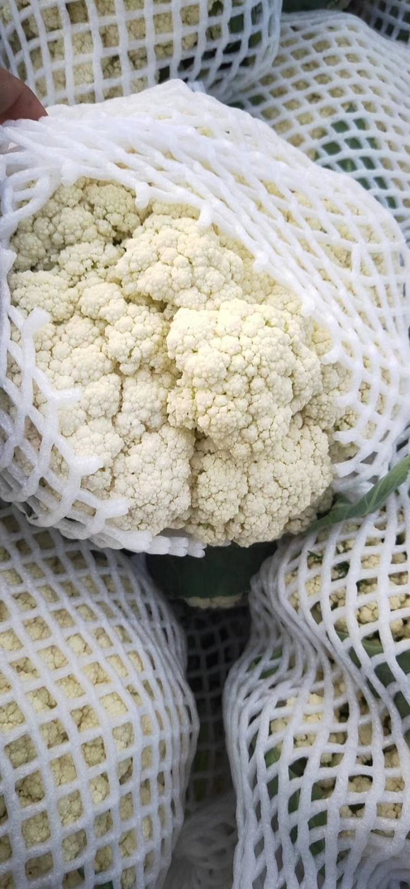 湖北菜花松花菜散花菜花产地直发品种全【一手货源】欢迎咨询