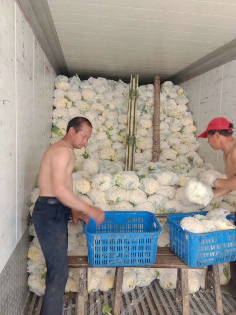 湖北菜花松花菜散花菜花产地直发品种全【一手货源】欢迎咨询