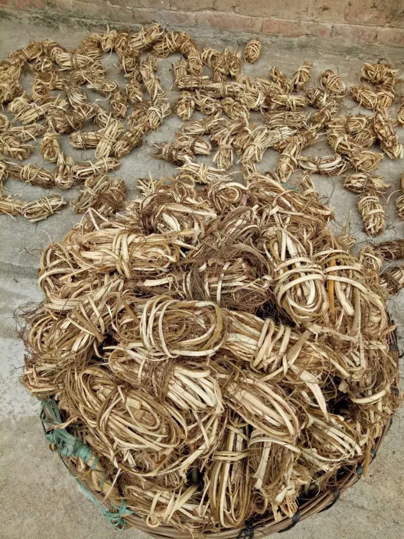 白花牛奶根鲜货野生