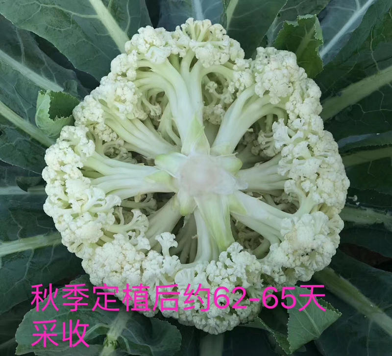 小米矮脚系列青梗松花菜种子、台湾亲本、商品性好、