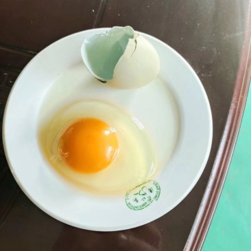 新鲜山鸡蛋野鸡蛋大量现货供应