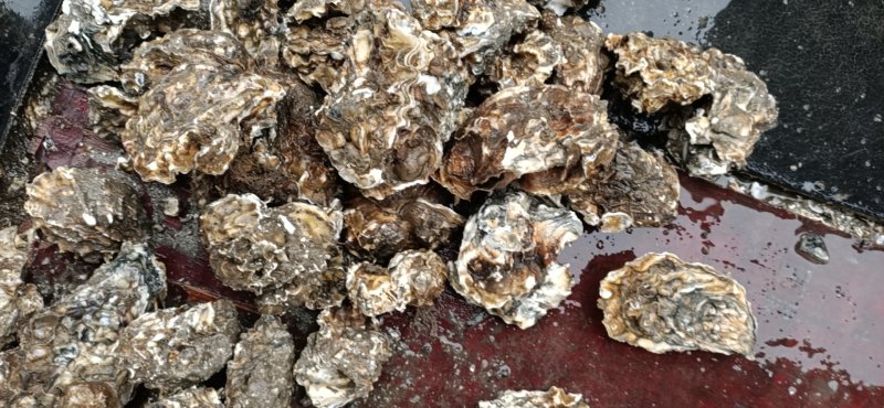 热销生蚝便宜大量出售，不怕便宜的私信。今年的生蚝大量上市