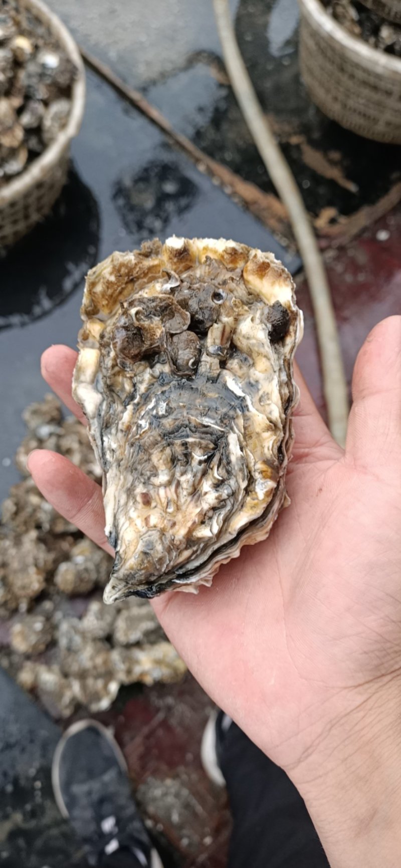 热销生蚝便宜大量出售，不怕便宜的私信。今年的生蚝大量上市