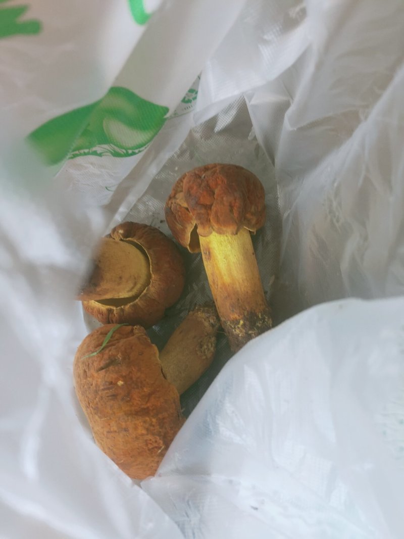 云南野生菌牛肝菌大量上市品种多多欢迎来电订购