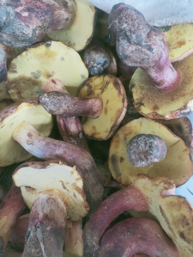 云南野生菌牛肝菌大量上市品种多多欢迎来电订购